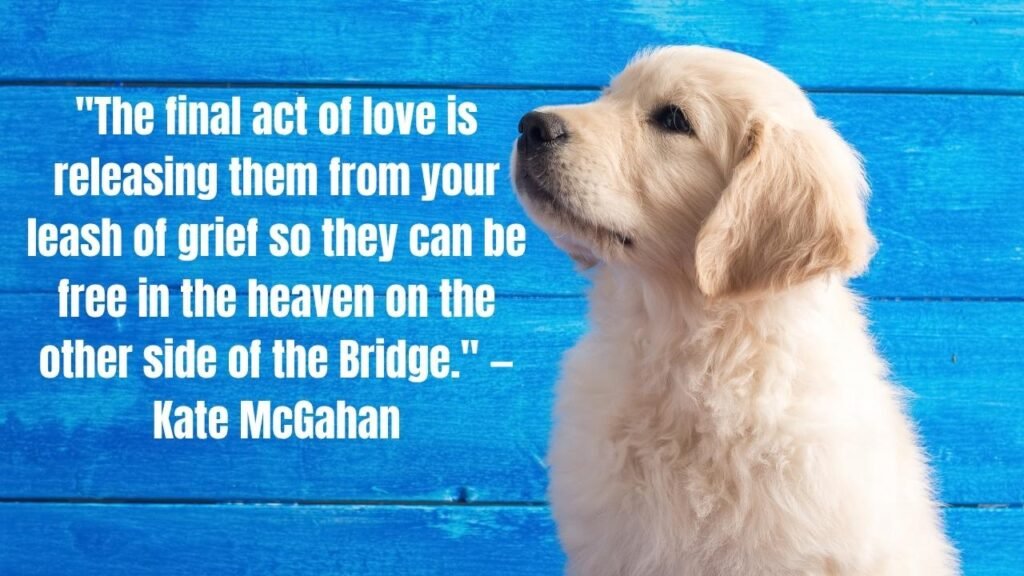 Pet Loss Quotes: 50+ Heartfelt Words to Honor Your Beloved Companion