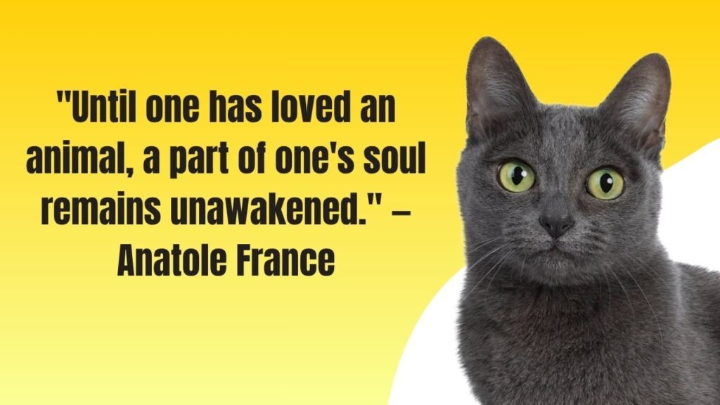 Pet Loss Quotes: 50+ Heartfelt Words to Honor Your Beloved Companion