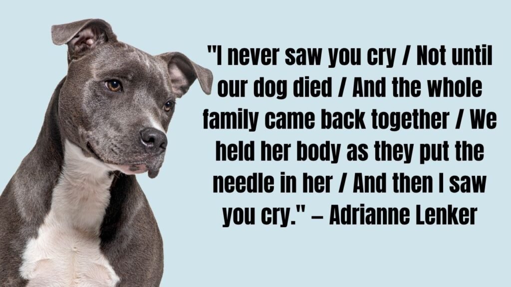 Pet Loss Quotes: 50+ Heartfelt Words to Honor Your Beloved Companion