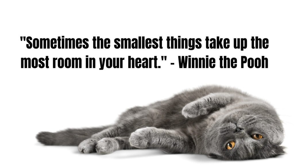 35 Loss of a Cat Quotes to Commemorate Passed Pets