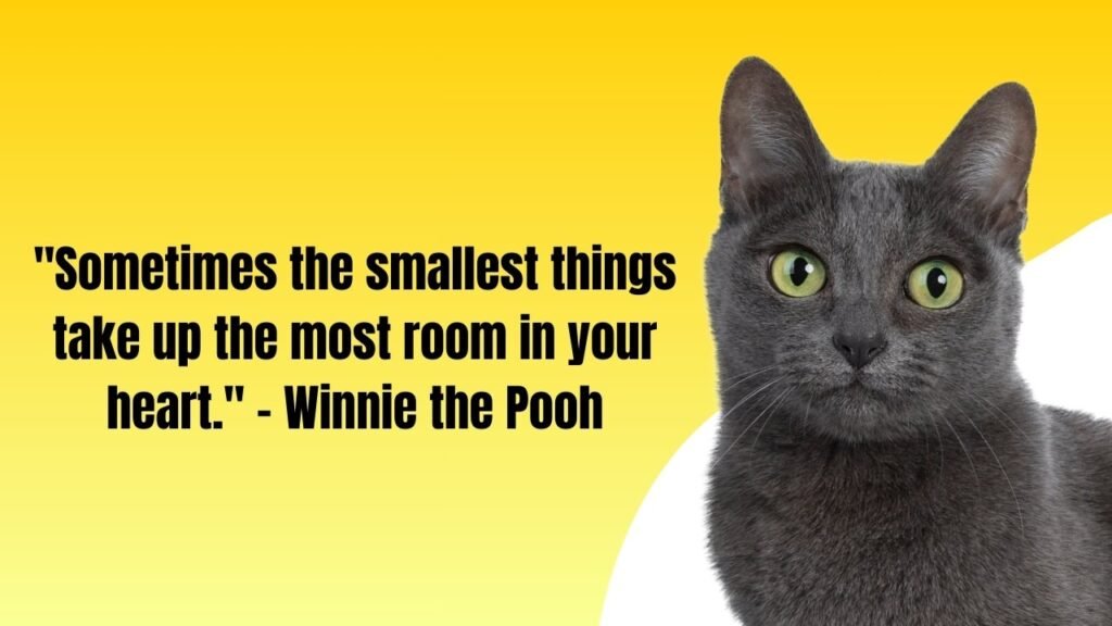 35 Loss of a Cat Quotes to Commemorate Passed Pets