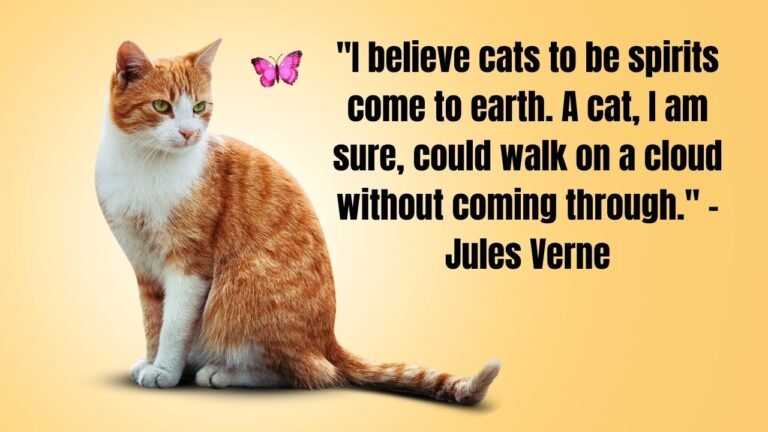 35 Loss of a Cat Quotes to Commemorate Passed Pets