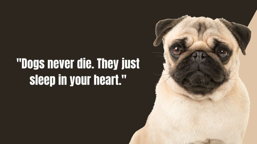 110 Heartfelt Dog Passing Quotes to Comfort Grieving Pet Parents