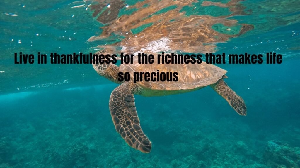 20 Quotes and Proverbs of Maui, Hawai'i: Ancient Wisdom for Modern Life