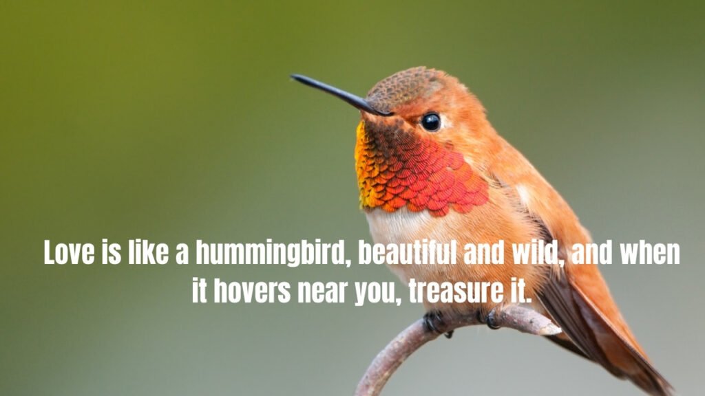 40 Hummingbird Quotes and Sayings To Inspire You
