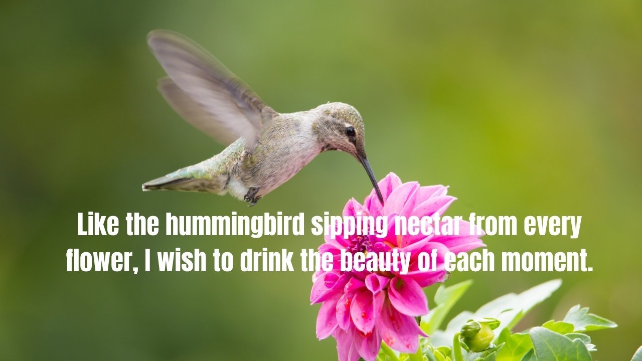 40 Hummingbird Quotes and Sayings To Inspire You